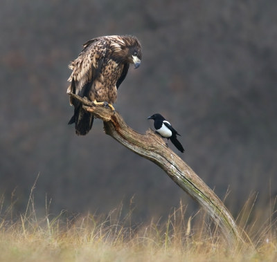 Nog een foto van mijn trip naar Polen voor de Zeearenden. De eksters, raven en bonte kraaien waren de arenden flink aan het pesten, soms met meerdere tegelijk. Ze weten maar al te goed dat die arenden aan de grond niet snel genoeg zijn om ze te pakken. Hier een ekster naast een onvolwassen zeearend die rustig zijn kans afwacht om de arend te grazen te nemen... maar omdat de Zeearend de ekster hier in de gaten houdt, wacht deze nog maar eventjes af. Een grappig schouwspel om naar te kijken!

Groeten, Thijs