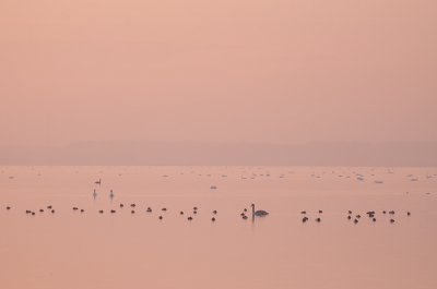 <i class='fa fa-user'></i>&nbsp;P.Teune&nbsp;|   Knobbelzwaan&nbsp; <i class='fa fa-eye'>&nbsp;362</i> &nbsp;<i class='fa fa-thumbs-up'>&nbsp;7</i> &nbsp; <i class='fa fa-comment-o'>&nbsp;15</i>