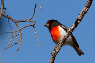 <i class='fa fa-user'></i>&nbsp;Kees de Jager&nbsp;|   Roodkapvliegenvanger&nbsp; <i class='fa fa-eye'>&nbsp;231</i> &nbsp; <i class='fa fa-comment-o'>&nbsp;1</i>