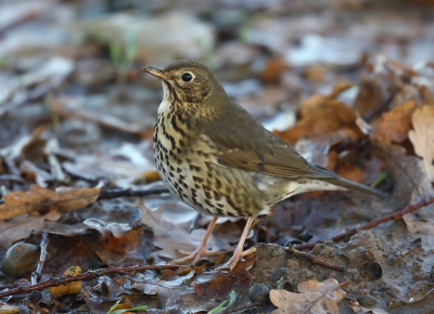 <i class='fa fa-user'></i>&nbsp;loek van de Leur&nbsp;|   Zanglijster&nbsp; <i class='fa fa-eye'>&nbsp;317</i> &nbsp; <i class='fa fa-comment-o'>&nbsp;3</i>