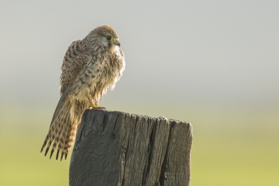Vandaag eindelijk weer eens tijd om een dagje de polder in te gaan. Een mooie combinatie van veel zon en af en toe een flinke bui zorgde voor mooie omstandigheden, zeker toen deze natgeregende Torenvalk mee wilde werken aan een portretje.