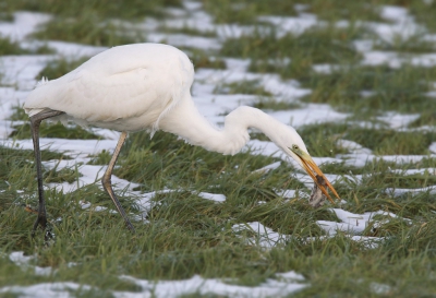 <i class='fa fa-user'></i>&nbsp;Gejo Wassink&nbsp;|   Grote Zilverreiger&nbsp; <i class='fa fa-eye'>&nbsp;407</i> &nbsp; <i class='fa fa-comment-o'>&nbsp;9</i>