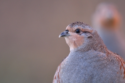 <i class='fa fa-user'></i>&nbsp;Mies&nbsp;|   Patrijs&nbsp; <i class='fa fa-eye'>&nbsp;427</i> &nbsp;<i class='fa fa-thumbs-up'>&nbsp;3</i> &nbsp; <i class='fa fa-comment-o'>&nbsp;7</i>