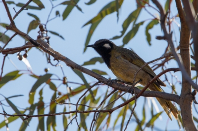 <i class='fa fa-user'></i>&nbsp;Kees de Jager&nbsp;|   Witoorhoningeter&nbsp; <i class='fa fa-eye'>&nbsp;202</i> &nbsp; <i class='fa fa-comment-o'>&nbsp;0</i>