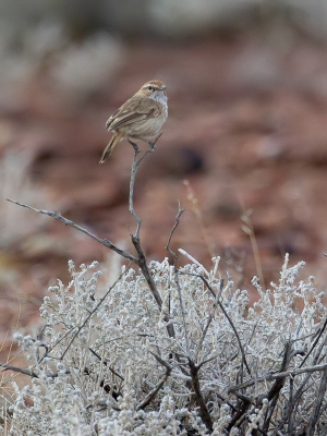 <i class='fa fa-user'></i>&nbsp;Paul van Giersbergen&nbsp;|   Rosse Struiksluiper&nbsp; <i class='fa fa-eye'>&nbsp;256</i> &nbsp; <i class='fa fa-comment-o'>&nbsp;2</i>