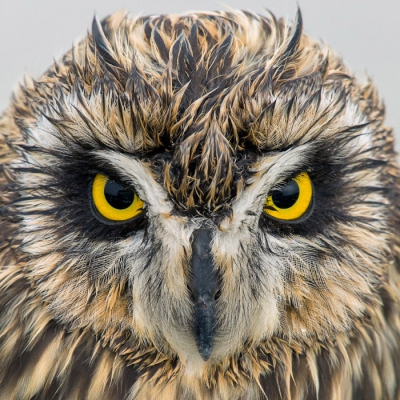 <i class='fa fa-user'></i>&nbsp;Rijn B�cude&nbsp;|   Velduil&nbsp; <i class='fa fa-eye'>&nbsp;752</i> &nbsp;<i class='fa fa-thumbs-up'>&nbsp;19</i> &nbsp; <i class='fa fa-comment-o'>&nbsp;20</i>