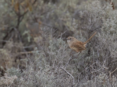 <i class='fa fa-user'></i>&nbsp;Paul van Giersbergen&nbsp;|   Oostelijke Grassluiper&nbsp; <i class='fa fa-eye'>&nbsp;298</i> &nbsp; <i class='fa fa-comment-o'>&nbsp;6</i>