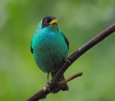 <i class='fa fa-user'></i>&nbsp;guido mwm&nbsp;|   Groene Suikervogel&nbsp; <i class='fa fa-eye'>&nbsp;323</i> &nbsp;<i class='fa fa-thumbs-up'>&nbsp;3</i> &nbsp; <i class='fa fa-comment-o'>&nbsp;16</i>