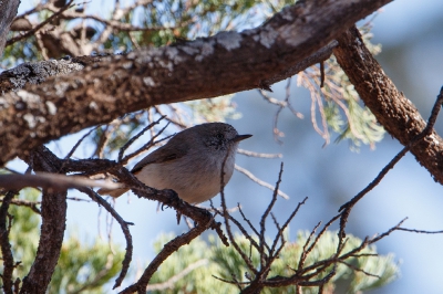 <i class='fa fa-user'></i>&nbsp;Kees de Jager&nbsp;|   Roodstaartdoornsnavel&nbsp; <i class='fa fa-eye'>&nbsp;231</i> &nbsp; <i class='fa fa-comment-o'>&nbsp;3</i>