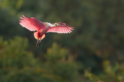 <i class='fa fa-user'></i>&nbsp;Hans Overduin&nbsp;|   Rode Lepelaar&nbsp; <i class='fa fa-eye'>&nbsp;424</i> &nbsp;<i class='fa fa-thumbs-up'>&nbsp;13</i> &nbsp; <i class='fa fa-comment-o'>&nbsp;11</i>