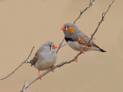 <i class='fa fa-user'></i>&nbsp;Paul van Giersbergen&nbsp;|   Zebravink&nbsp; <i class='fa fa-eye'>&nbsp;374</i> &nbsp;<i class='fa fa-thumbs-up'>&nbsp;2</i> &nbsp; <i class='fa fa-comment-o'>&nbsp;6</i>