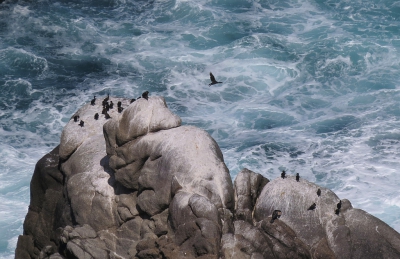 <i class='fa fa-user'></i>&nbsp;sieb&nbsp;|   Kaapse Aalscholver&nbsp; <i class='fa fa-eye'>&nbsp;401</i> &nbsp;<i class='fa fa-thumbs-up'>&nbsp;2</i> &nbsp; <i class='fa fa-comment-o'>&nbsp;14</i>