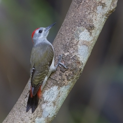 <i class='fa fa-user'></i>&nbsp;charlysax&nbsp;|   Grijsgroene Specht&nbsp; <i class='fa fa-eye'>&nbsp;399</i> &nbsp;<i class='fa fa-thumbs-up'>&nbsp;3</i> &nbsp; <i class='fa fa-comment-o'>&nbsp;9</i>