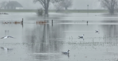 Tjonge wat is het water gestegen. De IJssel is nu aardig breed. Hier zijn normaal weilanden. De meeuwen waren volop aanwezig.