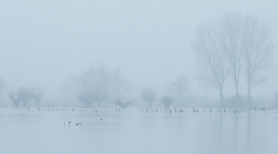 Tjonge wat is het water gestegen. De IJssel is nu aardig breed. Hier zijn normaal weilanden. De meeuwen waren in de verte volop aanwezig. Twee bergeenden kwamen aanzwemmen. Inmiddels kwam er mist opzetten terwijl het al aan het regenen was.