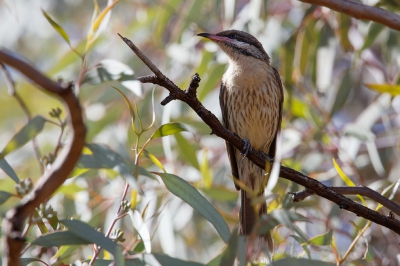 <i class='fa fa-user'></i>&nbsp;Kees de Jager&nbsp;|   Goudkeelhoningeter&nbsp; <i class='fa fa-eye'>&nbsp;229</i> &nbsp;<i class='fa fa-thumbs-up'>&nbsp;1</i> &nbsp; <i class='fa fa-comment-o'>&nbsp;5</i>
