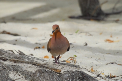 Shot on the beach during a trip to the Martinique