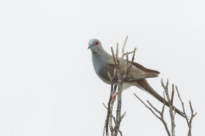 <i class='fa fa-user'></i>&nbsp;Paul van Giersbergen&nbsp;|   Diamantduif&nbsp; <i class='fa fa-eye'>&nbsp;223</i> &nbsp; <i class='fa fa-comment-o'>&nbsp;1</i>