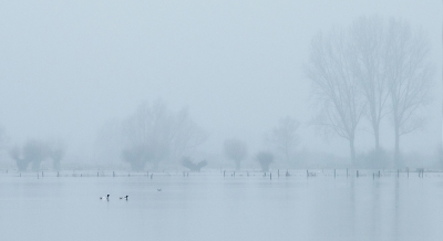 Tjonge wat is het water gestegen. De IJssel is nu aardig breed. Hier zijn normaal weilanden. De meeuwen waren in de verte volop aanwezig. Twee bergeenden kwamen aanzwemmen. Inmiddels kwam er mist opzetten terwijl het al aan het regenen was.