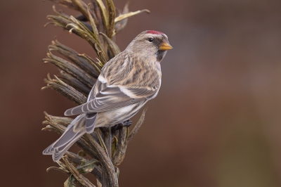 <i class='fa fa-user'></i>&nbsp;Johan G&nbsp;|   Grote Barmsijs&nbsp; <i class='fa fa-eye'>&nbsp;663</i> &nbsp;<i class='fa fa-thumbs-up'>&nbsp;15</i> &nbsp; <i class='fa fa-comment-o'>&nbsp;12</i>
