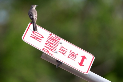 <i class='fa fa-user'></i>&nbsp;Bouke Atema&nbsp;|   Spotlijster&nbsp; <i class='fa fa-eye'>&nbsp;420</i> &nbsp; <i class='fa fa-comment-o'>&nbsp;5</i>