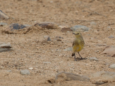 <i class='fa fa-user'></i>&nbsp;Paul van Giersbergen&nbsp;|   Oranje Schijnpaapje&nbsp; <i class='fa fa-eye'>&nbsp;224</i> &nbsp; <i class='fa fa-comment-o'>&nbsp;1</i>