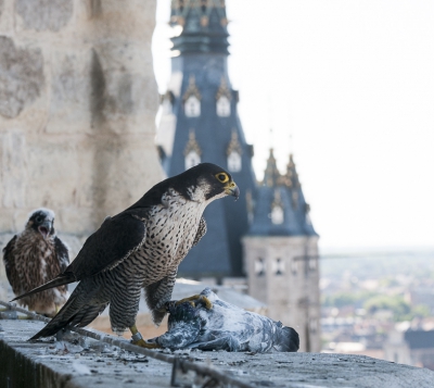 <i class='fa fa-user'></i>&nbsp;manu&nbsp;|   Slechtvalk&nbsp; <i class='fa fa-eye'>&nbsp;739</i> &nbsp;<i class='fa fa-thumbs-up'>&nbsp;9</i> &nbsp; <i class='fa fa-comment-o'>&nbsp;7</i>