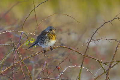 Toch een redelijk zeldzame foto die onverwacht in het veld een struik opzocht binnen het bereik van mijn lens.