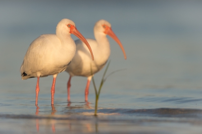 <i class='fa fa-user'></i>&nbsp;Hans Overduin&nbsp;|   Witte Ibis&nbsp; <i class='fa fa-eye'>&nbsp;355</i> &nbsp;<i class='fa fa-thumbs-up'>&nbsp;5</i> &nbsp; <i class='fa fa-comment-o'>&nbsp;13</i>