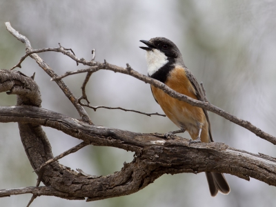 <i class='fa fa-user'></i>&nbsp;Paul van Giersbergen&nbsp;|   Grijsrugfluiter&nbsp; <i class='fa fa-eye'>&nbsp;220</i> &nbsp;<i class='fa fa-thumbs-up'>&nbsp;1</i> &nbsp; <i class='fa fa-comment-o'>&nbsp;3</i>