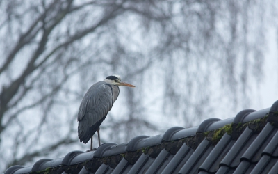 Bij mij in de straat zag ik een reiger loeren op een visje in een vijver. Grijs en nog eens grijs. Grauw weer, spatjes regen geen kleur te bekennen. Zo is het hier al dagen.