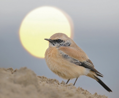 <i class='fa fa-user'></i>&nbsp;thijsglastra&nbsp;|   Woestijntapuit&nbsp; <i class='fa fa-eye'>&nbsp;626</i> &nbsp;<i class='fa fa-thumbs-up'>&nbsp;20</i> &nbsp; <i class='fa fa-comment-o'>&nbsp;23</i>