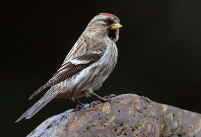 Gisteren streek onverwachts een grote groep barmsijzen neer in de tuin. Ze foerageren op de elzenproppen die hier ruim voorradig zijn. Aanvankelijk hangen de sijsjes er in in de bomen aan, maar dan ontdekken ze dat beneden het terras ook vol ligt met rode zaadjes. Massaal komen ze dan naar de grond, een machtig gezicht. Het zijn er meer dan honderd. Op de grond kun je ze vrijwel niet goed vastleggen, dus gewacht tot ze wat hoger gingen zitten, zoals bijvoorbeeld op deze steen, een rhombenporfier. had graag wat meer ruimte om de vogel gehad maar dat zat er niet in.

foto van Willy