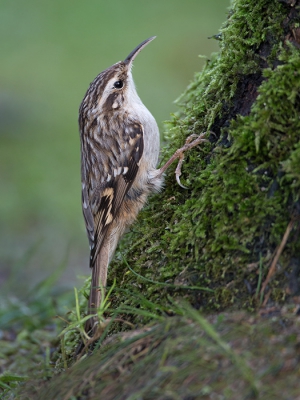 <i class='fa fa-user'></i>&nbsp;Luc Meert&nbsp;|   Boomkruiper&nbsp; <i class='fa fa-eye'>&nbsp;436</i> &nbsp;<i class='fa fa-thumbs-up'>&nbsp;1</i> &nbsp; <i class='fa fa-comment-o'>&nbsp;4</i>