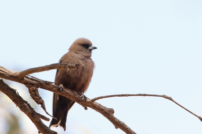 <i class='fa fa-user'></i>&nbsp;Kees de Jager&nbsp;|   Blauwvleugelspitsvogel&nbsp; <i class='fa fa-eye'>&nbsp;208</i> &nbsp; <i class='fa fa-comment-o'>&nbsp;2</i>