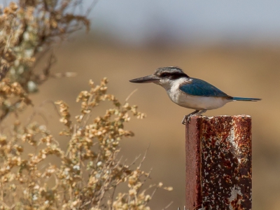 <i class='fa fa-user'></i>&nbsp;Paul van Giersbergen&nbsp;|   Roodrugijsvogel&nbsp; <i class='fa fa-eye'>&nbsp;329</i> &nbsp;<i class='fa fa-thumbs-up'>&nbsp;2</i> &nbsp; <i class='fa fa-comment-o'>&nbsp;4</i>