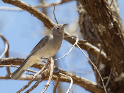 <i class='fa fa-user'></i>&nbsp;Paul van Giersbergen&nbsp;|   Grijze Lijsterdikkop&nbsp; <i class='fa fa-eye'>&nbsp;184</i> &nbsp; <i class='fa fa-comment-o'>&nbsp;0</i>