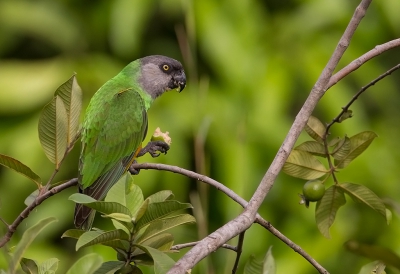 <i class='fa fa-user'></i>&nbsp;charlysax&nbsp;|   Bonte Boertje&nbsp; <i class='fa fa-eye'>&nbsp;316</i> &nbsp;<i class='fa fa-thumbs-up'>&nbsp;4</i> &nbsp; <i class='fa fa-comment-o'>&nbsp;7</i>