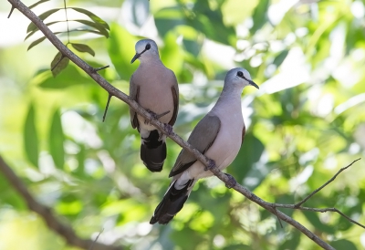 <i class='fa fa-user'></i>&nbsp;charlysax&nbsp;|   Zwartsnavelduif&nbsp; <i class='fa fa-eye'>&nbsp;307</i> &nbsp; <i class='fa fa-comment-o'>&nbsp;5</i>