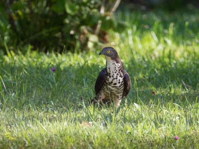 Ik heb elk jaar verschillende wespennesten in de tuin. Heel vervelend bij het maaien! Gelukkig kwam er hier een wespendief op af die ik vanuit huis kon vastleggen. Leuke tuinsoort.