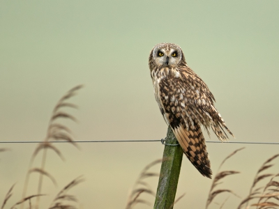 <i class='fa fa-user'></i>&nbsp;anevanrees&nbsp;|   Velduil&nbsp; <i class='fa fa-eye'>&nbsp;880</i> &nbsp;<i class='fa fa-thumbs-up'>&nbsp;22</i> &nbsp; <i class='fa fa-comment-o'>&nbsp;25</i>