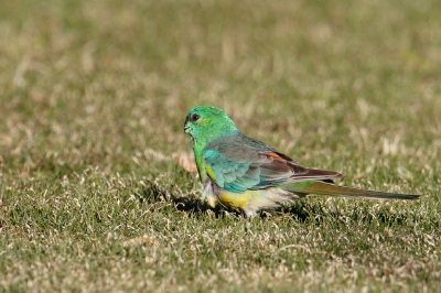 <i class='fa fa-user'></i>&nbsp;Kees de Jager&nbsp;|   Roodrugparkiet&nbsp; <i class='fa fa-eye'>&nbsp;286</i> &nbsp; <i class='fa fa-comment-o'>&nbsp;1</i>