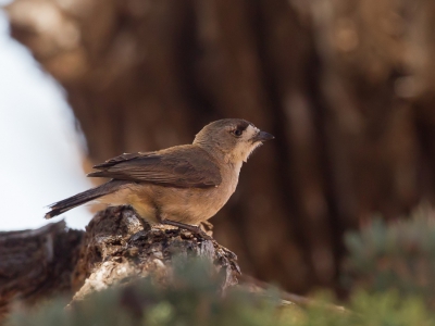 <i class='fa fa-user'></i>&nbsp;Paul van Giersbergen&nbsp;|   Zuidelijke Witgezicht&nbsp; <i class='fa fa-eye'>&nbsp;224</i> &nbsp; <i class='fa fa-comment-o'>&nbsp;1</i>