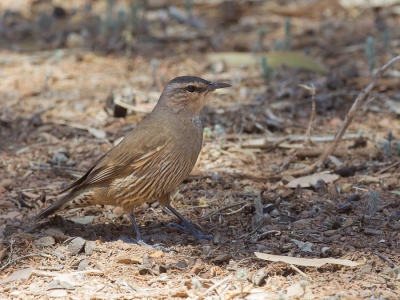 <i class='fa fa-user'></i>&nbsp;Paul van Giersbergen&nbsp;|   Grijze Kruiper&nbsp; <i class='fa fa-eye'>&nbsp;221</i> &nbsp; <i class='fa fa-comment-o'>&nbsp;0</i>