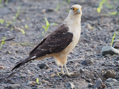 <i class='fa fa-user'></i>&nbsp;guido mwm&nbsp;|   Geelkopcaracara&nbsp; <i class='fa fa-eye'>&nbsp;337</i> &nbsp; <i class='fa fa-comment-o'>&nbsp;6</i>