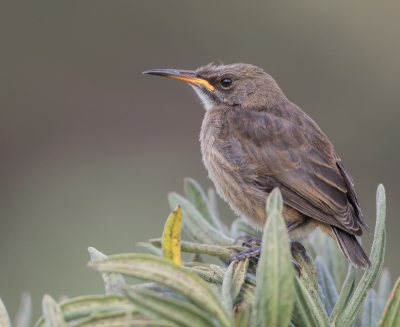 <i class='fa fa-user'></i>&nbsp;Eric van Roon&nbsp;|   Kaapse Suikervogel&nbsp; <i class='fa fa-eye'>&nbsp;297</i> &nbsp;<i class='fa fa-thumbs-up'>&nbsp;1</i> &nbsp; <i class='fa fa-comment-o'>&nbsp;3</i>