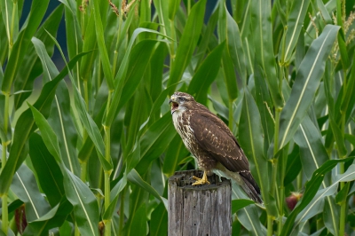 Deze buizerd heeft hier zijn vaste jachtgebied vanuit het Reichswald is hij dagelijks op jacht naar veldmuizen en ander soort prooi.
Straks neemt de "winterbuizerd" zijn plaats weer in.