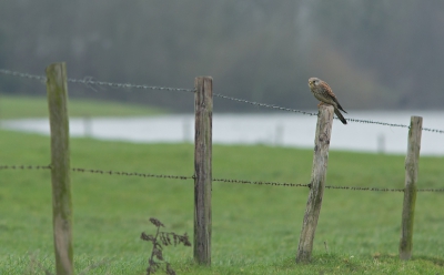 Vandaag een ommetje gemaakt om naar het hoge water te gaan kijken. Het water was enorm gezakt. De pontjes gingen weer. Een paar stukkenwaren nog wel onder water maar de wegen niet meer. Deze torenvalk kon ik daar fotograferen. Er zaten er 2 op een rij. Helaas kwam er ook een wandelaar aan.