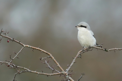 <i class='fa fa-user'></i>&nbsp;Frank Kremer&nbsp;|   Klapekster&nbsp; <i class='fa fa-eye'>&nbsp;738</i> &nbsp;<i class='fa fa-thumbs-up'>&nbsp;22</i> &nbsp; <i class='fa fa-comment-o'>&nbsp;24</i>