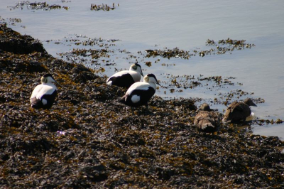eiders vanaf het fietspad langs de waddenzee